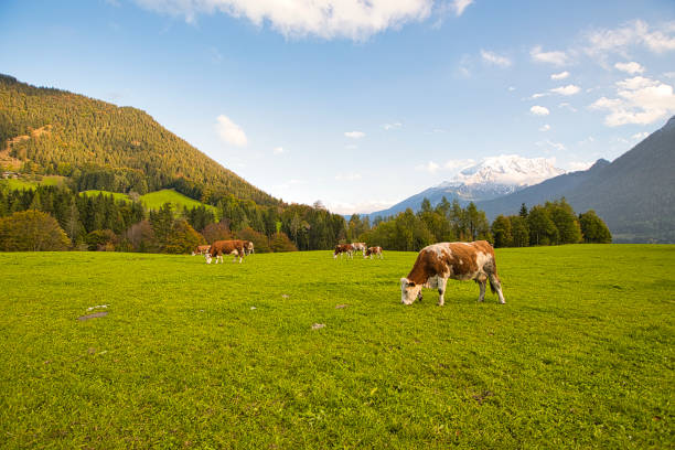istock Cattle on pasture in the Alps in Bavaria and Austria 1353387705