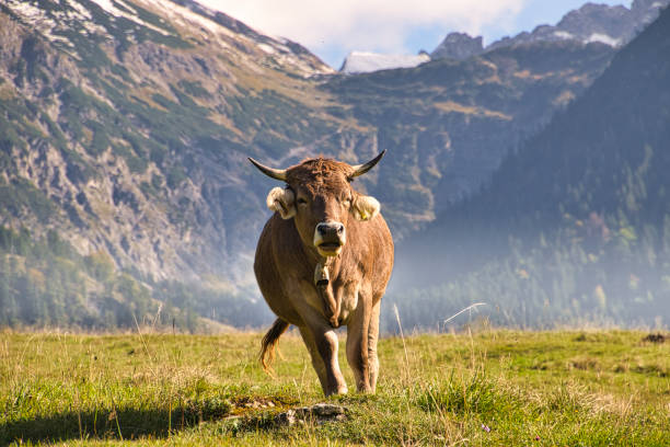 istock Cattle on pasture in the Alps in Bavaria and Austria 1353388161