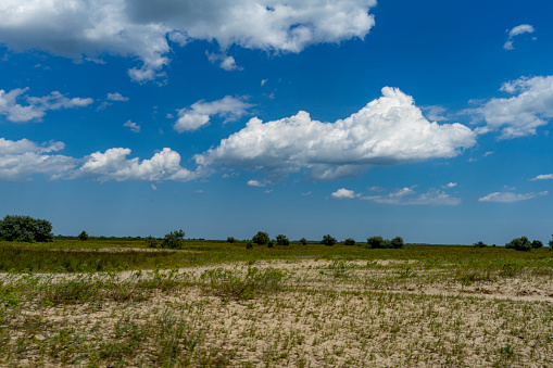 Different views from Caraorman forest,  Danube Delta area,  Romania,  in a summer sunny day, 2021