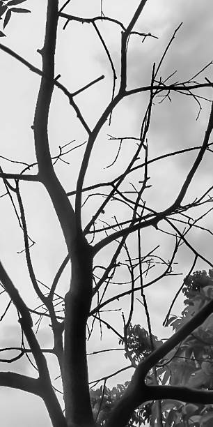 istock dry tree branches in the garden 1353388515
