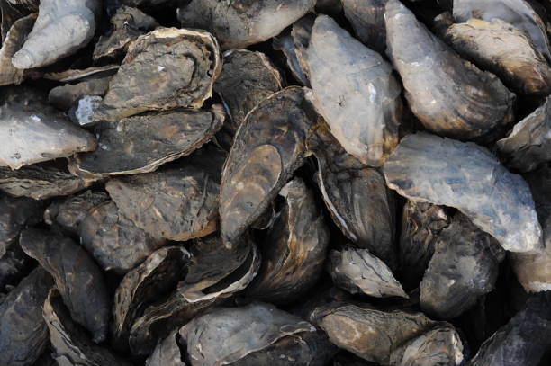 istock Fresh raw oysters in shells, seafood, fruit de mer 1353389612