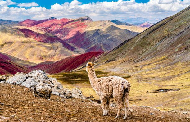 istock Alpaca at Palccoyo rainbow mountains in Peru 1353391304