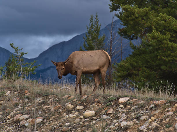 weidende elchweibchen mit braunem fell in jasper, alberta, kanada in den rocky mountains zwischen steinen und trockenem gras an bewölkten tagen im herbst. konzentrieren sie sich auf den tierkopf. - alberta canada animal autumn stock-fotos und bilder