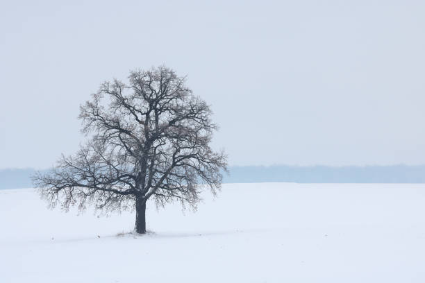 istock Lonely tree among field in winter 1353393320