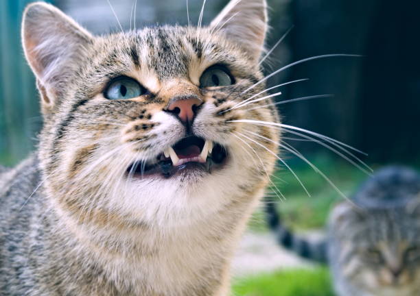 istock Angry cat that wants to eat 1353393465