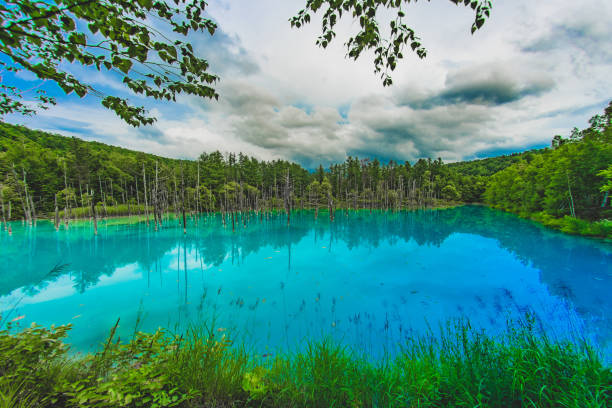 Blue pond that looks like a forest over (Hokkaido Biei-cho) Blue pond that looks like a forest over (Hokkaido Biei-cho). Shooting Location: Hokkaido Biei-cho shirogane blue pond stock pictures, royalty-free photos & images