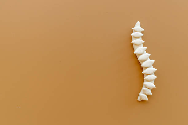 Anatomical human spine skeleton model. Spinal health and diseases concept stock photo