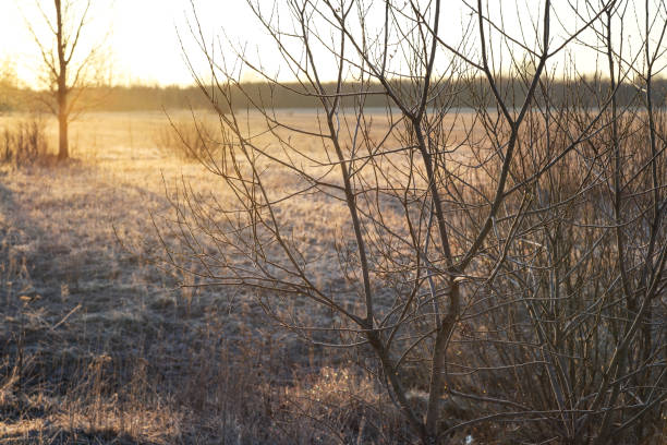 istock Bare young trees in a field on an early spring day at sunrise 1353393611
