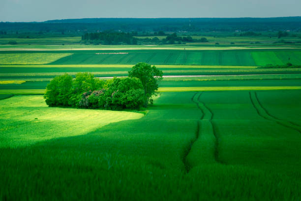istock Green farmland and a group of trees 1353393993
