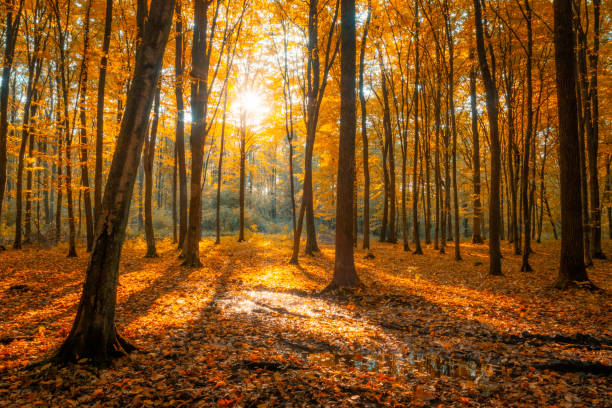 istock Orange autumn forest illuminated by the sun 1353394007