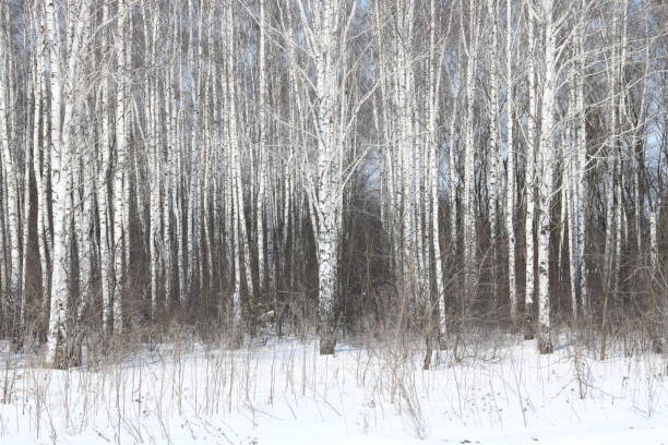 istock Young birches with black and white birch bark in winter 1353394613