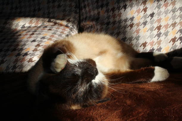 istock Siamese Cat Looking at Camera with Bright Blue Eyes Fluffy Kitten Lying on coach Brown White Fur and Whiskers 1353395927