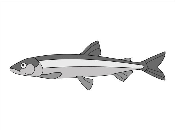 ilustraciones, imágenes clip art, dibujos animados e iconos de stock de marino, peces de río - minnow