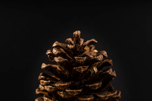 istock Spruce cone close-up on a black background 1353398273
