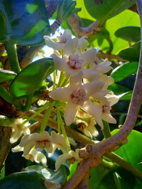 istock flowers in the garden 1353400697