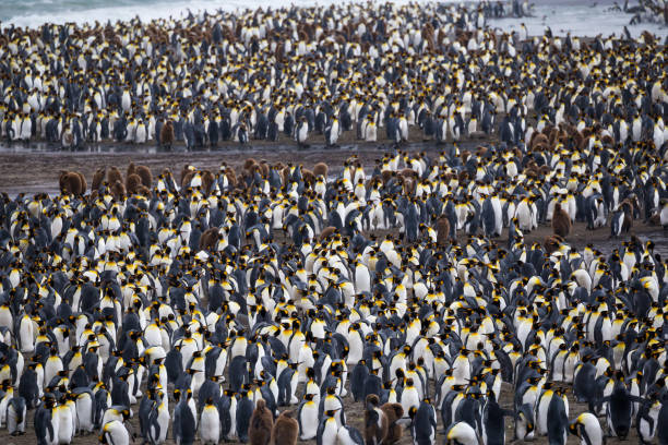 A multitude of King penguin stands in a colony on South Georgia Island stock photo