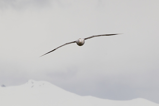 With close to the largest wingspan in the animal kingdom, these Wandering Albatross nest off on the slopes of Prion island in the summer months in South Georgia
