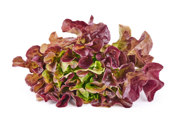red oak leaves of lettuce isolated on white background - oak leaf imagens e fotografias de stock