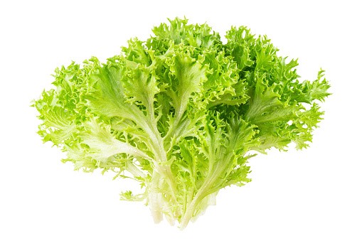 Green frisee lettuce bunch isolated on white background