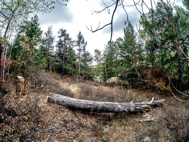 lonely sawn log in the autumn forest, Southern Urals, Russia