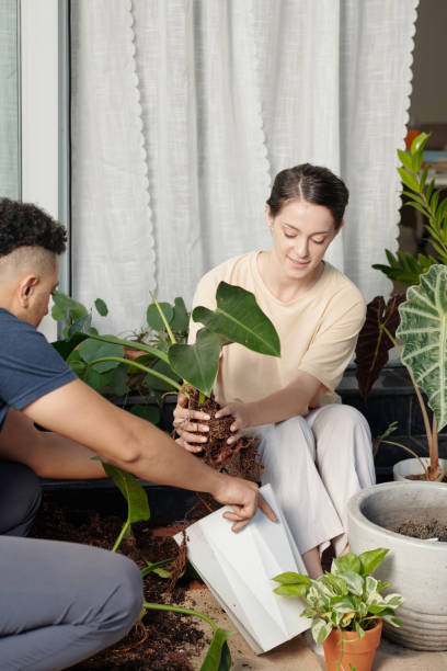 istock Couple Planting Flowers in Pots 1353407189