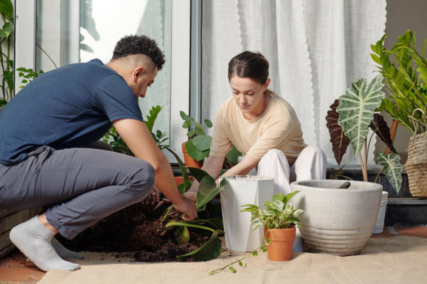 istock Couple Repotting Big Plants 1353407192