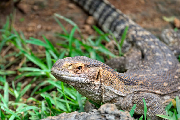 istock A picture of a lizard in the wild 1353407242