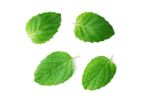 istock Mint leaves isolated on white background. Collection, top view 1353408161