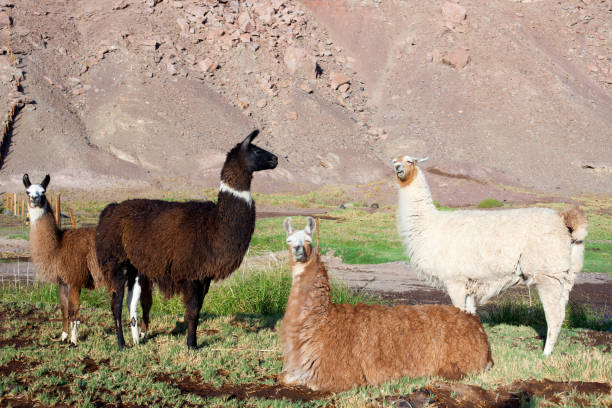 istock Alpacas at the Taira community 1353408250