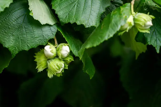 Green hazelnuts growing on tree. Hazelnuts hang in clusters on a branch.