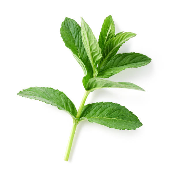 istock Mint leaves isolated on white background. Collection, top view 1353408493