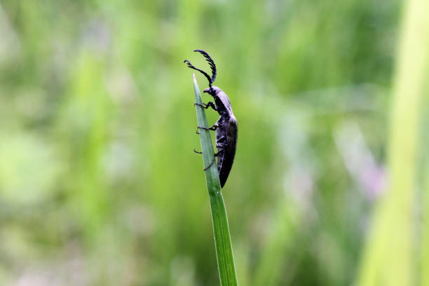 Click Beetle Ctenicera cuprea on hanging a stem of grass, summer, natural sunny conditions