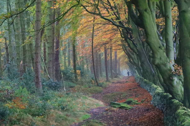 цвета осеннего букового дерева - derbyshire стоковые фото и изображения
