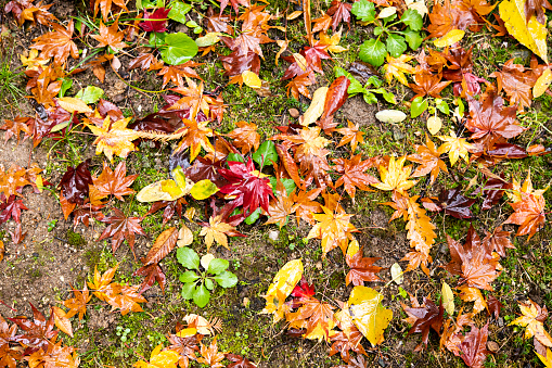Close up photo of fallen leaves on a field in the park