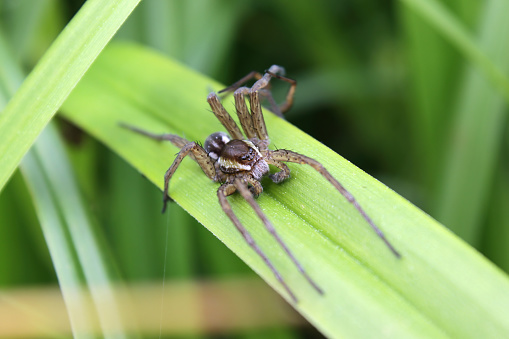 The great raft spider or fen raft spider (Dolomedes plantarius) close up