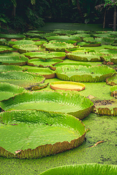 istock lily Victoria amazonica in nature pond landscape background 1353409177