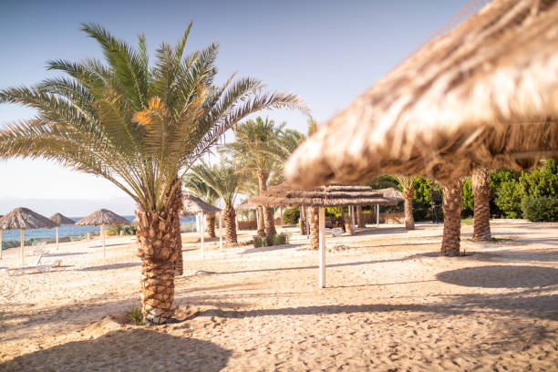 depicting a beautiful beach, filled with gorgeous palm trees and handmade parasols - gulf of aqaba imagens e fotografias de stock