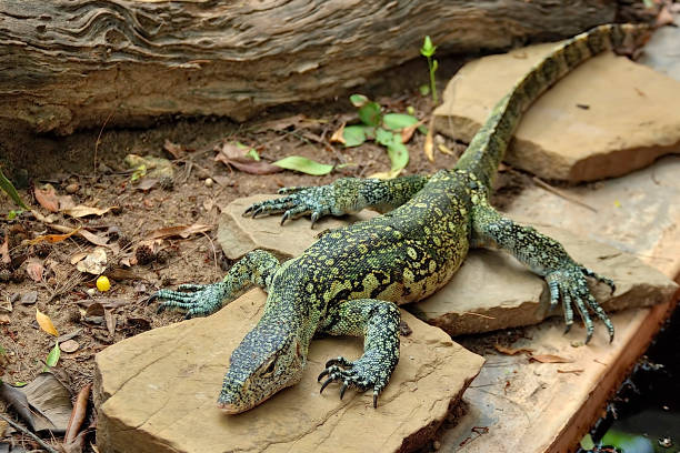 istock A picture of a lizard in the wild 1353410478