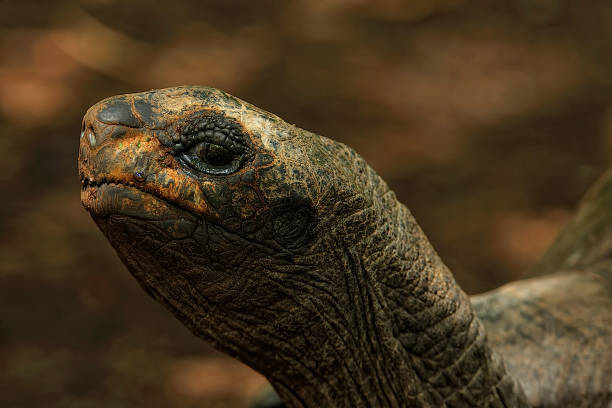istock A picture of an old turtle into the wild 1353410491