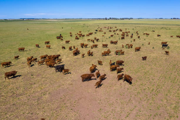 istock cows in the field.aerial view 1353410558