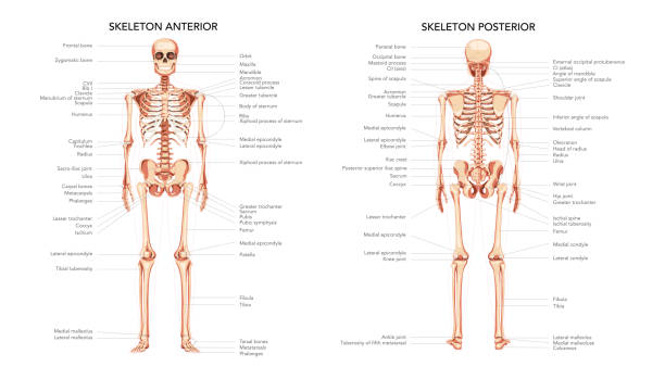 Skeleton Human diagram front back anterior posterior view with body parts labeled. Set of flat natural colour concept Vector illustration didactic board of anatomy isolated medical infographic banner Skeleton Human diagram front back anterior posterior view with body parts labeled. Set of flat natural colour concept Vector illustration didactic board of anatomy isolated medical infographic banner sternum stock illustrations
