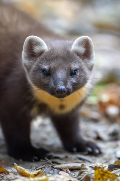 istock Close Marten portrait on autumn forest 1353411160