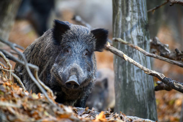 istock Male Wild boar in autumn forest 1353411256