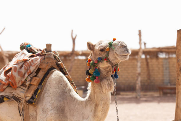 istock Camel in Egypt desert. Camel riding for tourists. 1353411880