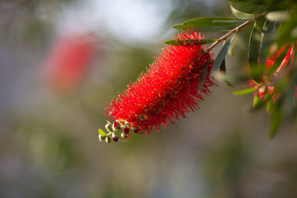 istock Callistemon red flower on a blurred background. 1353411895