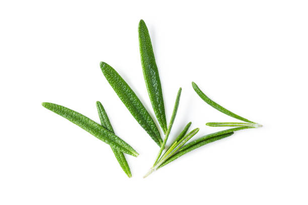 istock Rosemary twig isolated on white background 1353412706