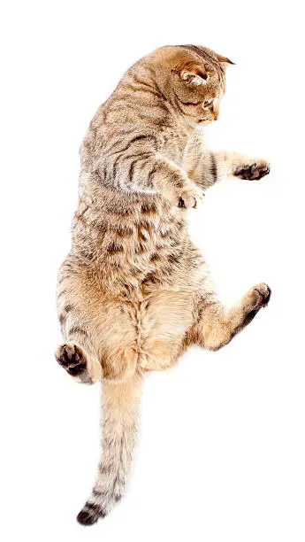 jumping tabby-cat, isolated on white