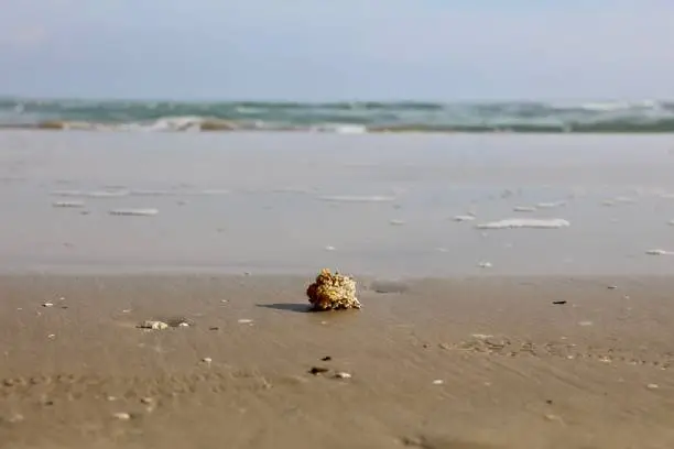 A little seasponge on the beach, with the beautiful view of the horizon