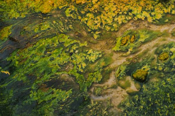 istock green algae - research concept. food concept. abstract concept. 1353414156