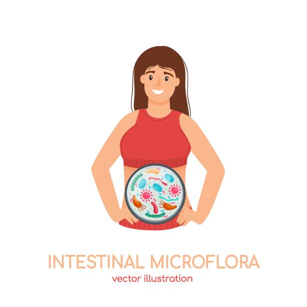 Intestinal microflora. Healthy digestion, good microbiota. Advertising of probiotic dairy products, prebiotic meds Intestinal microflora. Healthy digestion, good human microbiota. Happy girl having health bowel. Vector illustration for probiotic dairy products or prebiotic meds advertising. bifidobacterium stock illustrations